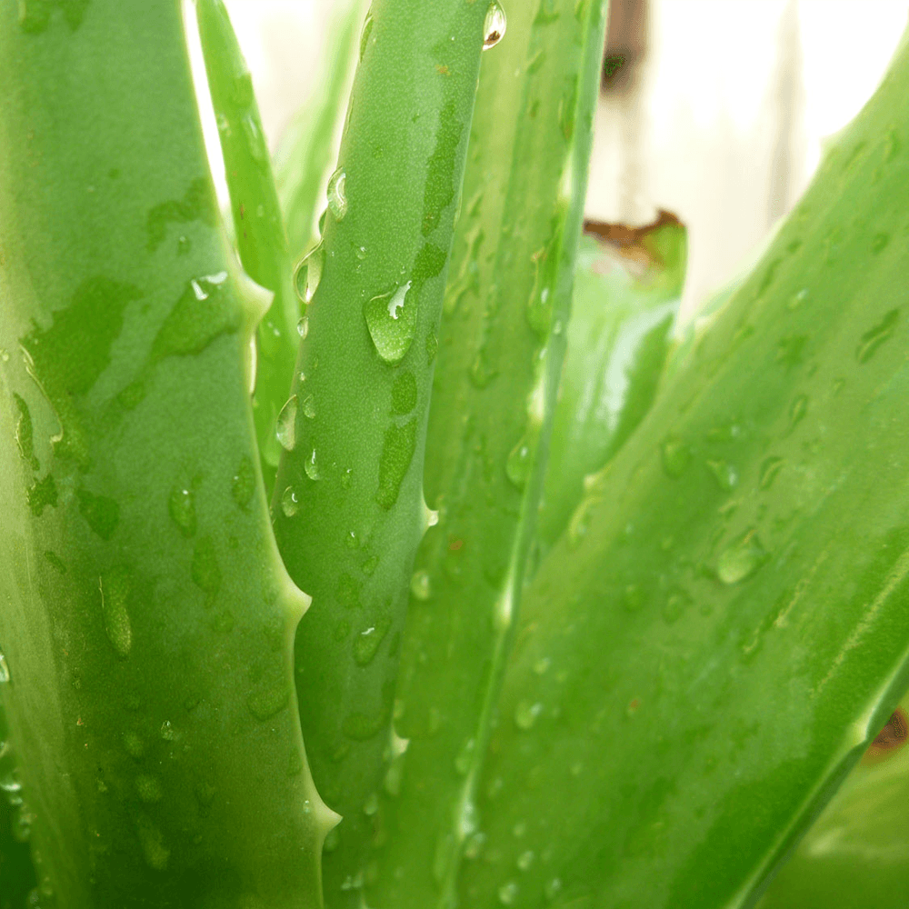 Aleo Vera(Aloe barbadensis miller)