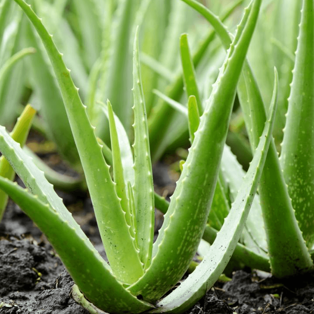 Aleo Vera(Aloe barbadensis miller)