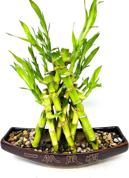  Pyramid Bamboo (Dracaena Sanderiana)