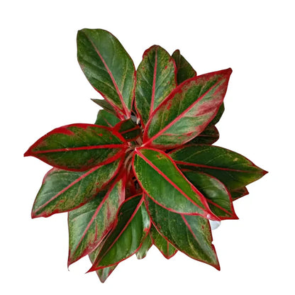 Aglaonema Lipstick, Chinese Evergreen (Red) (Aglaonema ‘Siam Aurora’)